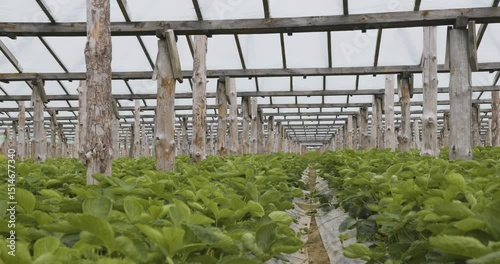 The greenhouse strawberry farm with rows of lush berry plants