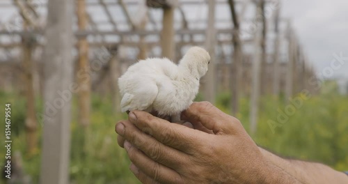 Little turkey chick in a farmer’s rough hands, with greenhouses in the summer background
