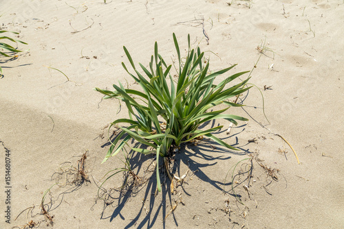 Fototapeta Naklejka Na Ścianę i Meble -  Close-up of a wild sea daffodil plant (Pancratium maritimum) without bloom, casting a shadow on the sandy dunes of Patara Beach. Spring, Antalya, Turkey, Mediterranean.