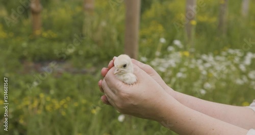 Little turkey chick in a woman's hands, with greenhouses in the summer background

