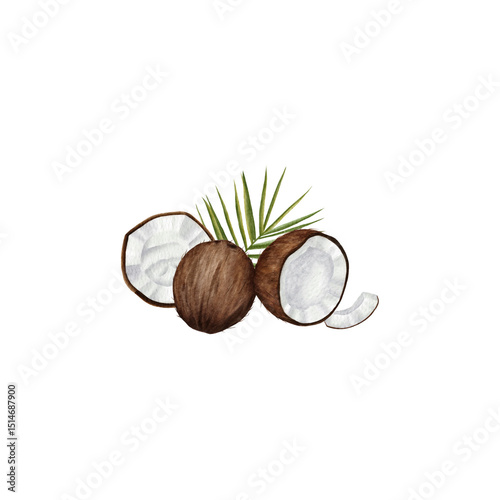  Watercolor illustration featuring whole and halved coconuts, along with green palm leaves