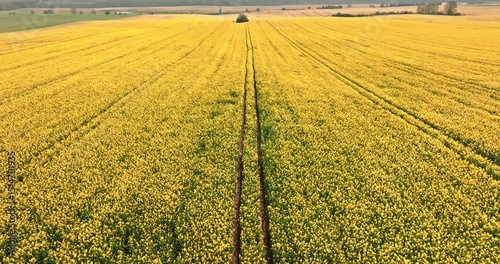 Yellow rape flowers and tracks inside at sunny day.