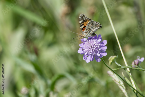 Painted Lady (Vanessa Cardui) Butterfly sitting on a small scabious in Zurich, Switzerland