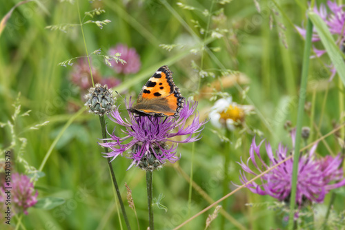 Small tortoiseshell butterfly (Aglais urticae) sitting on a pink scabiosa in Zurich, Switzerland