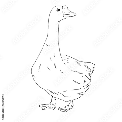 White house goose, black and white ink sketch. Vector illustration. Cute farm bird, isolated on a white background. Easter, spring, village and farm themes for the kitchen