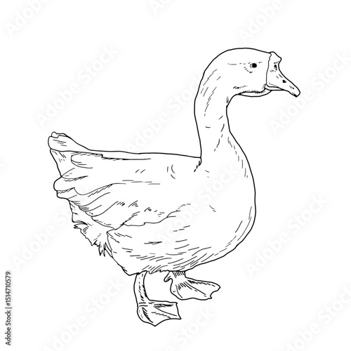 White house goose, black and white ink sketch. Vector illustration. Cute farm bird, isolated on a white background. Easter, spring, village and farm themes for the kitchen