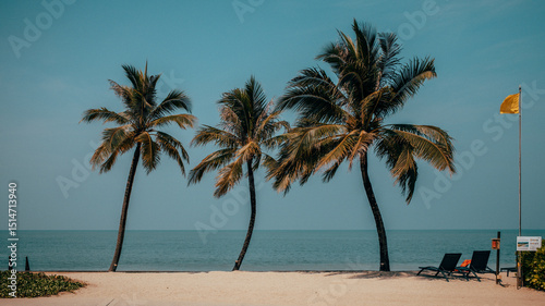 Fototapeta Naklejka Na Ścianę i Meble -  palm tree on the beach