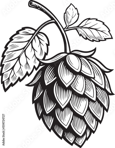 Beer Hop Vector Illustration, Sketch Drawing Line Linear Symbol Icon Engraving Coloring Book, Hand-drawn Black and White Isolated
