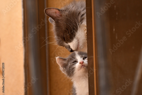 Εκτύπωση καμβά Un gato observa desde la terraza