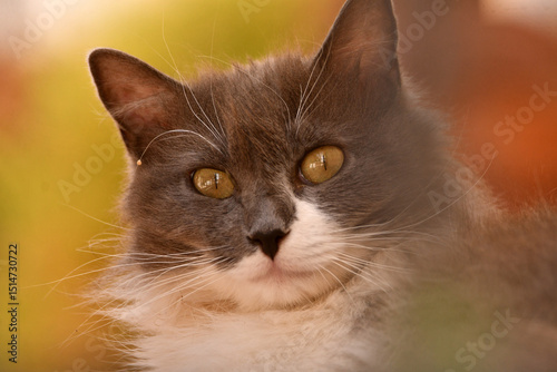 Un gato observa desde la terraza