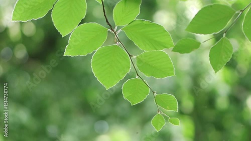 lush green leaves of the copper beech blowing in the wind, beautiful green leaves of a beech, view of the copper beech from below, green background, Fagus sylvatica
