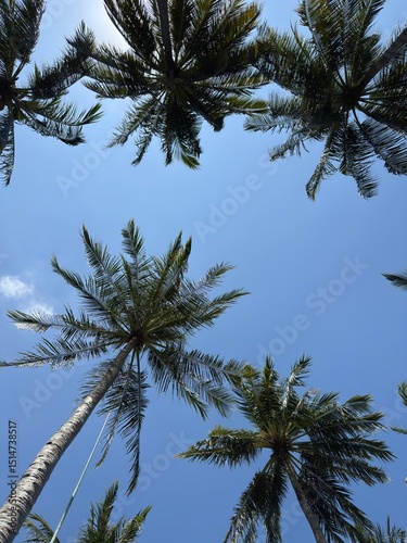 A low-angle view of several lush palm trees with green fronds silhouetted against a clear, vibrant blue sky.