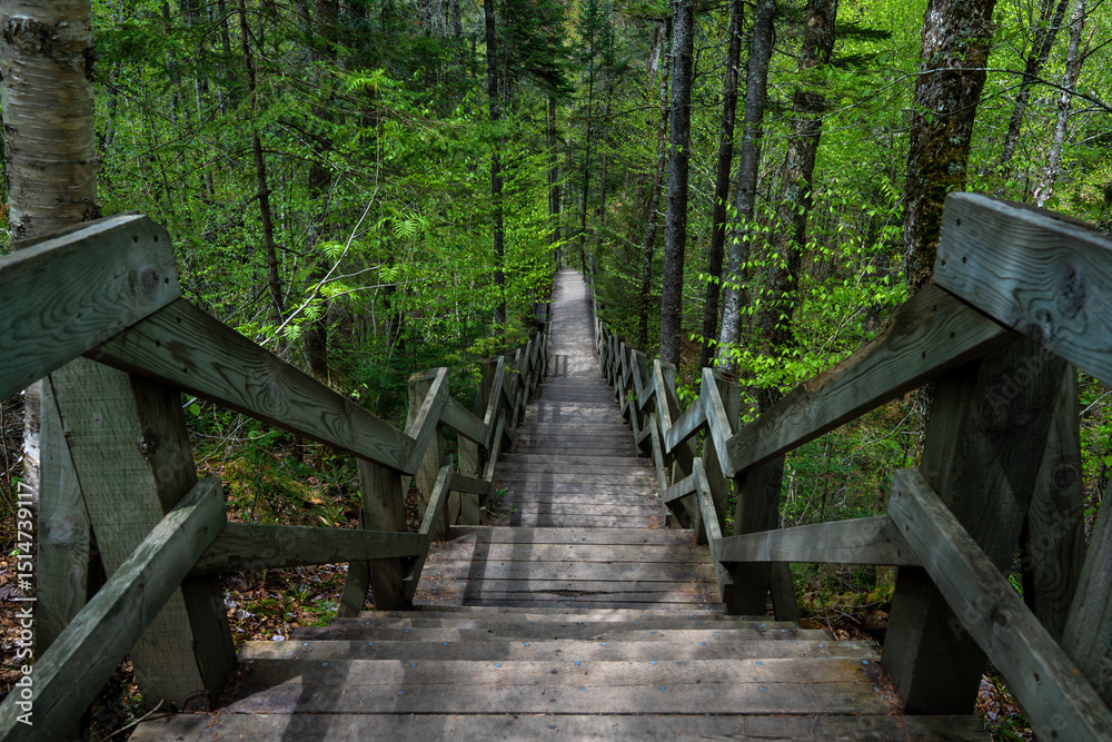 Obraz premium Wooden staircase with railings climbing through a lush green forest, Quebec, Canada