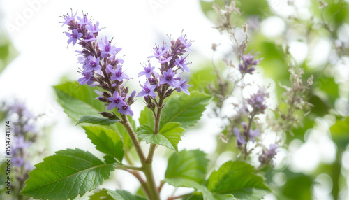 Herbal medicine plant Stachytarpheta cayennensis or Blue snakeweed isolated on white or transparent background