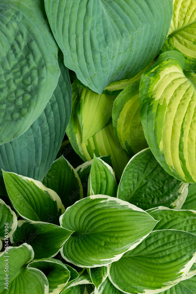 Fototapeta premium Lush hosta leaves, hosta foliage. Green ornamental garden plants background.