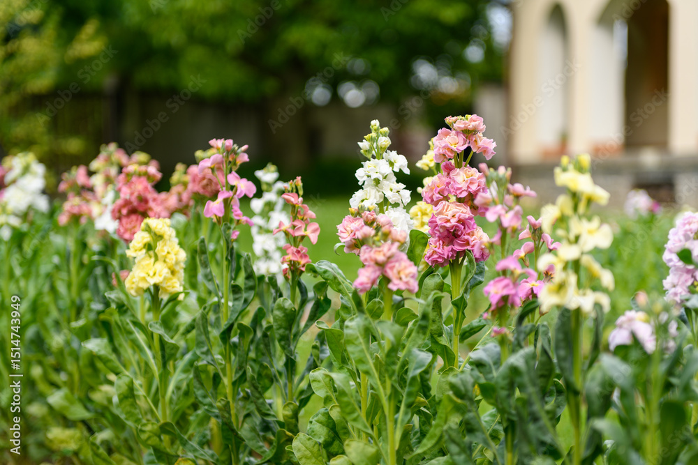 Obraz premium Matthiola incana, or commonly called Stock. Beautiful multicolored double stock flowers, known to be highly scented. Matthiola flowers background.