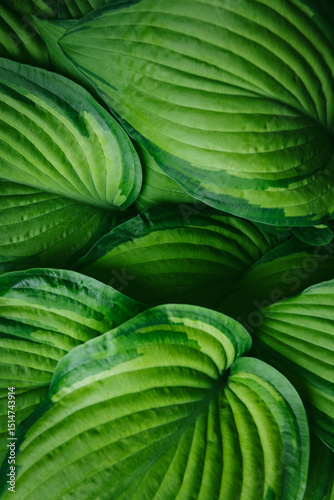 Lush hosta leaves, hosta foliage. Green ornamental garden plants background.