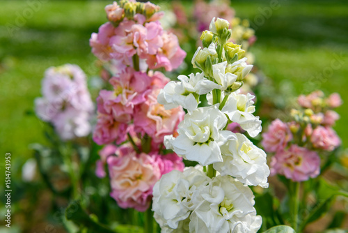 Matthiola incana, or commonly called Stock. Beautiful multicolored double stock flowers, known to be highly scented. Matthiola flowers background.
