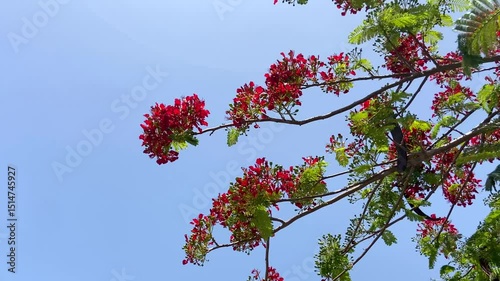 Red Flamboyant tree flowers also known as Royal Poinciana,Delonix regia,Flame tree, Phoenix flower in Tenerife,Canary Islands,Spain.Floral background,4K
