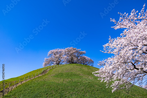 Carta da parati Beautiful cherry blossom view from the east side on a grassy hill