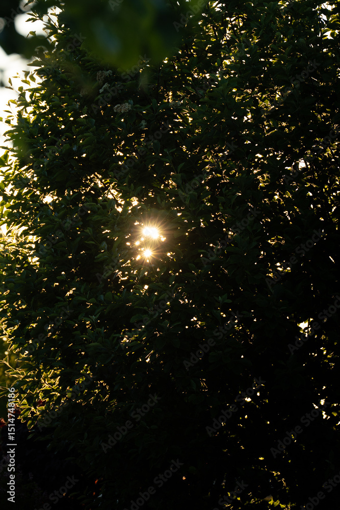 Fototapeta premium Glowing sunlight peeking through dense green foliage at sunset in a peaceful forest setting