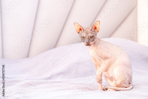 Egyptian sphinx sitting on bed in room. Close up of hairless cat.