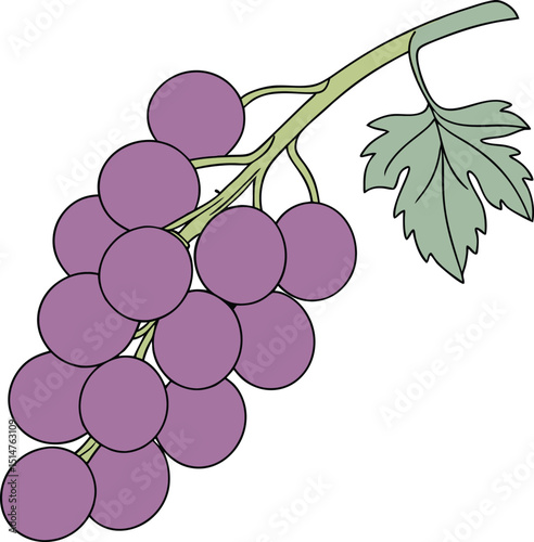 vector illustration of grapes