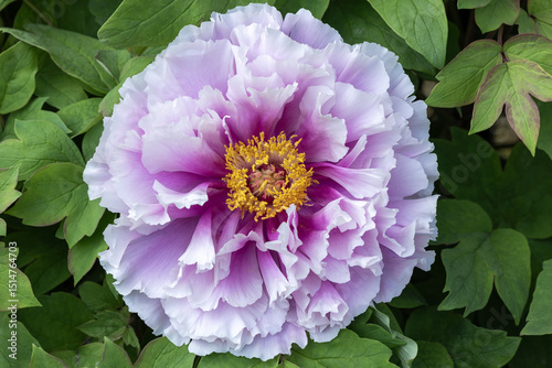 Fototapeta Naklejka Na Ścianę i Meble -  Purple gradient tree peony blooming in the garden.