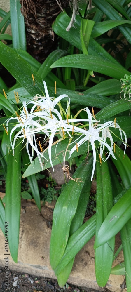 Obraz premium aloe vera plants