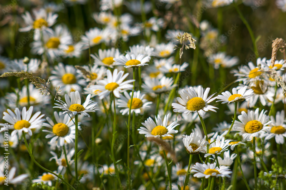 Fototapeta premium Ox-eye Daisy (Leucanthemum vulgare) in a garden - secret garden