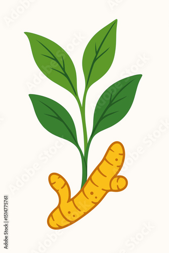 Turmeric plant vector illustration. Budding green leaves. Fresh curcuma longa rhizome. Healthy organic spice. Natural food ingredient. Cooking. Ayurvedic medicine. Botanical drawing. Growing herb.