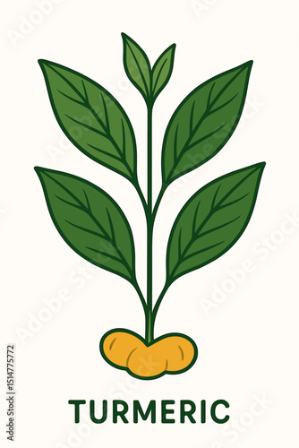 Turmeric plant vector illustration. Curcuma longa botanical drawing with green leaves and orange rhizome. Spice, herb for healthy food, cooking, herbal medicine, and ayurvedic concepts.
