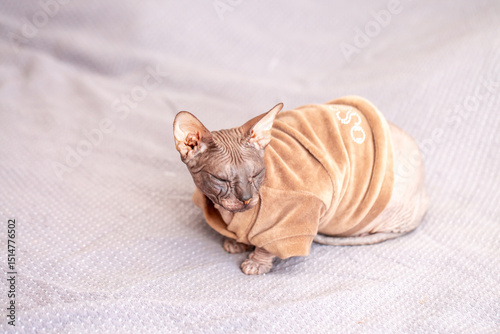 Egyptian sphinx cat in clothes sitting on bed. Close-up of hairless cat in warm sweater.