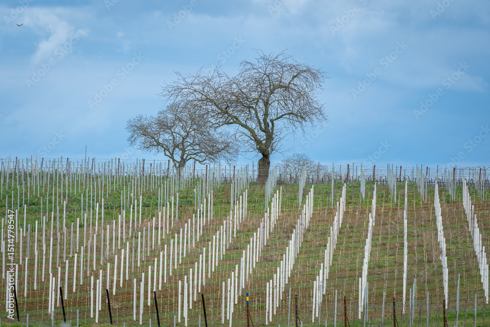 Fototapeta premium Weinanbau an der Nahe