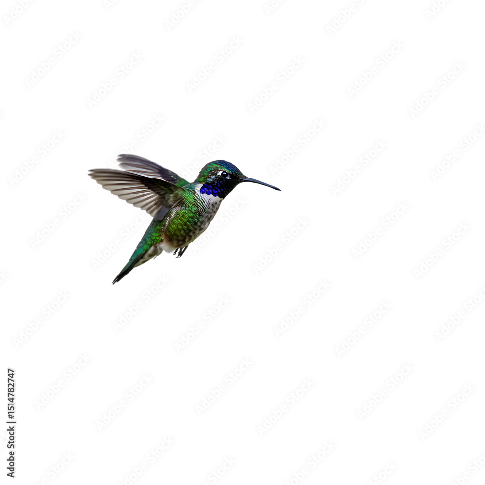 Obraz premium Hummingbird in Flight: Vibrant Green Jewel Photography