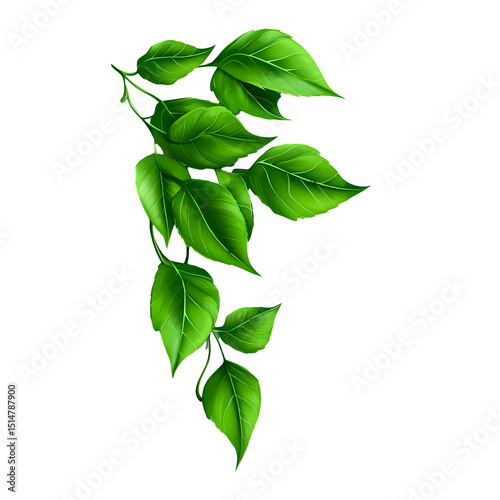 green leaves isolated on white