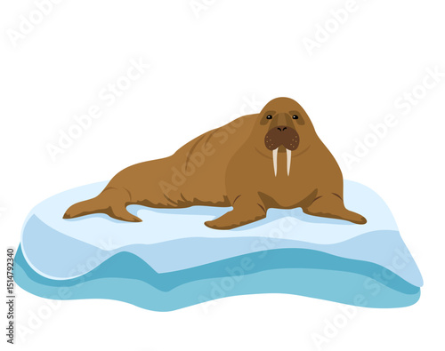Walrus character illustration. Walrus on the ice. Arctic animals isolated on white background.Sea or ocean water mammal animal. Walrus icon