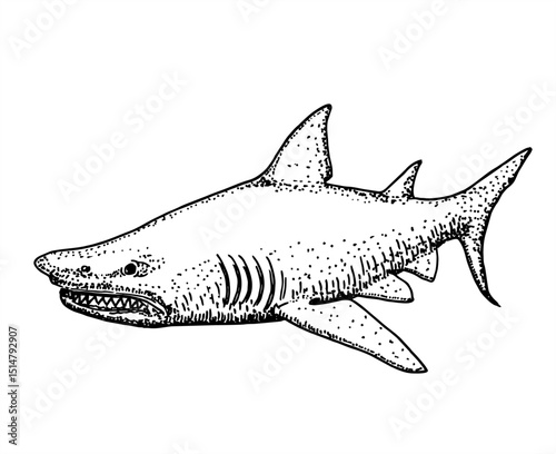 Shark. Predatory fish shark sketch illustration to engraving style. Hand drawn marine cartilaginous fish
