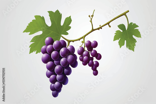 Fresh grape vine isolated transparent background