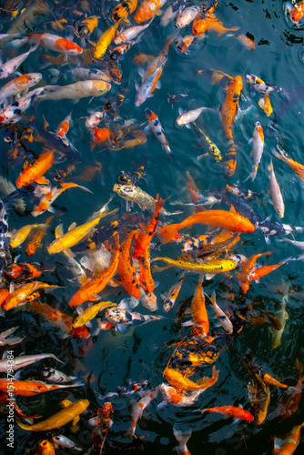 There are many colorful Japanese carp fish swimming in the water. Fish farm. The pond is teeming with a school of large fish.