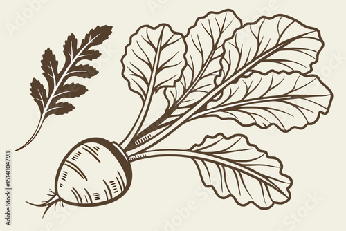 hand drawn vector illustration of grapes