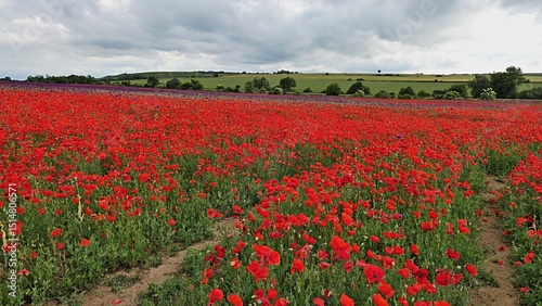 Spring rural landscape with field filled with red flowering Common Poppy plants, latin name Papaver Rhoeas, violet flowers of Opium Poppy, latin name Papaver Somniferum in background with tree lane.  