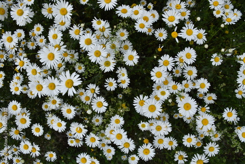 Fototapeta Naklejka Na Ścianę i Meble -  A field of blooming daisies, Sainte-Apolline, Québec, Canada