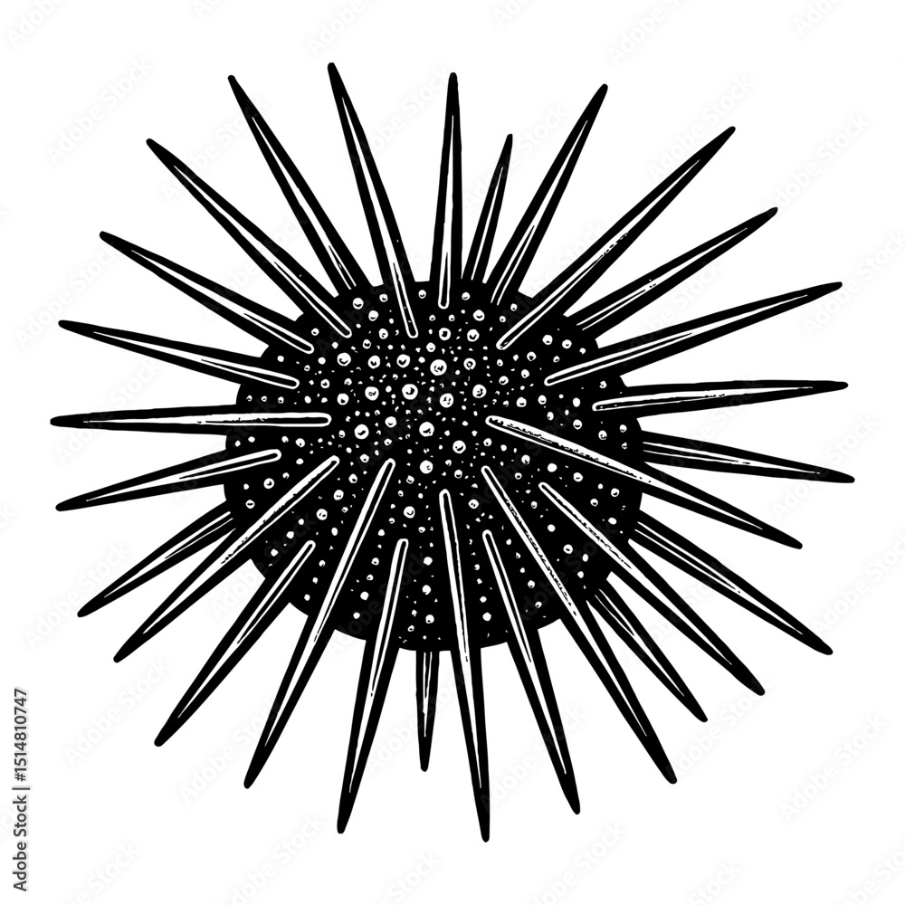 Obraz premium Detailed Black And White Illustration Of Sea Urchin With Sharp Spines