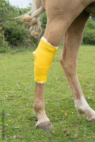 Yellow dressing on the hind leg of a palomino pony in a green grass field.