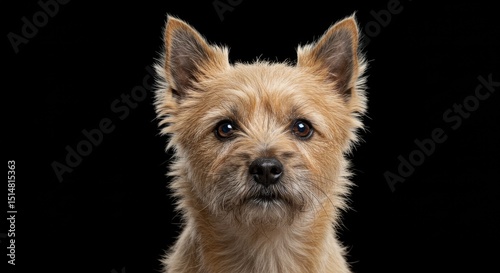 Portrait of a Cute Brown Terrier Dog Isolated on Black Background