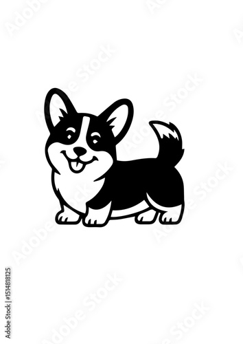 black and white corgi dog 