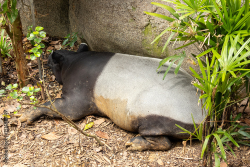 Malayan tapir rests  under the shade photo
