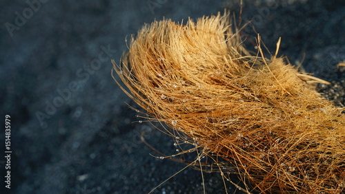 Coconut fiber on the beach sand