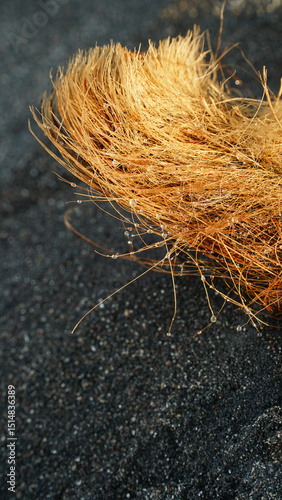 Coconut fiber on the beach sand